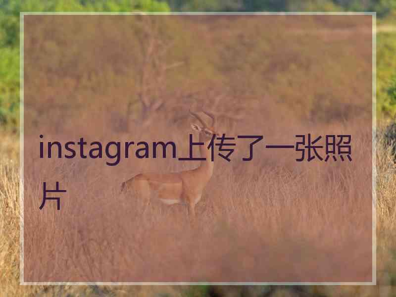 instagram上传了一张照片 instagram上传了一张照片