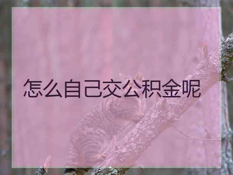 怎么自己交公积金呢 怎么自己交公积金呢