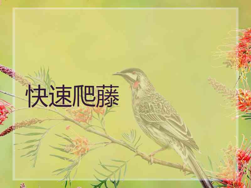 快速爬藤 快速爬藤