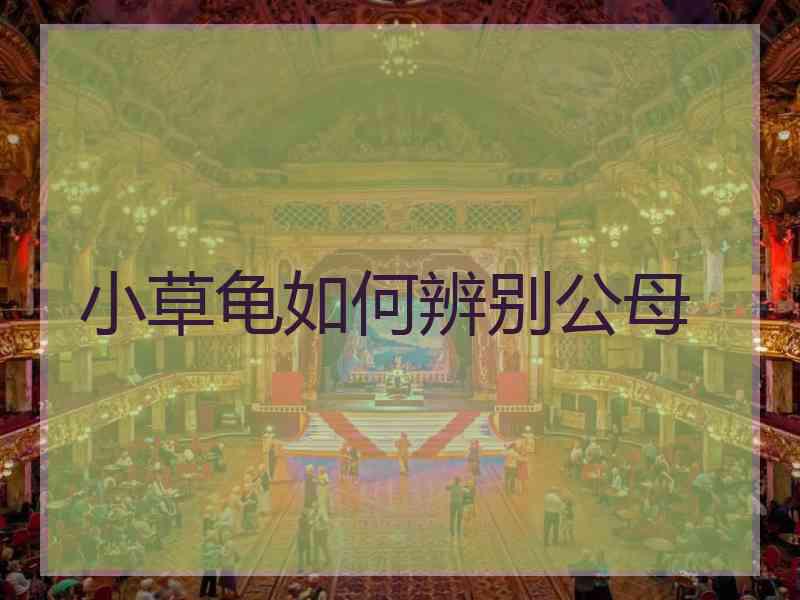 小草龟如何辨别公母 小草龟如何辨别公母