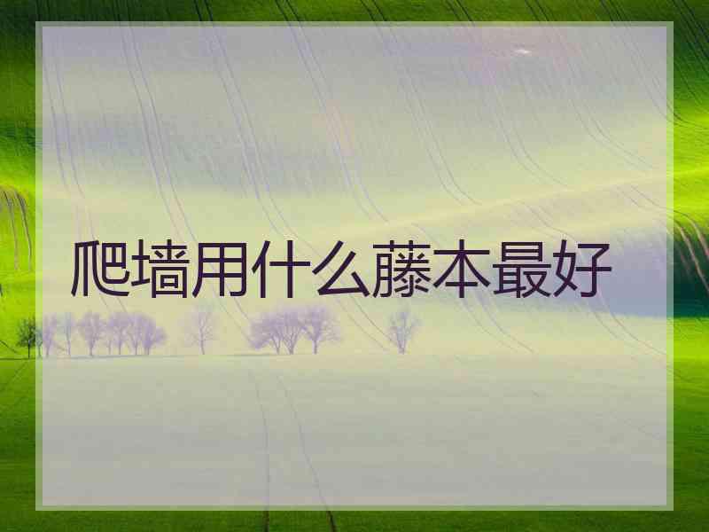爬墙用什么藤本最好 爬墙用什么藤本最好