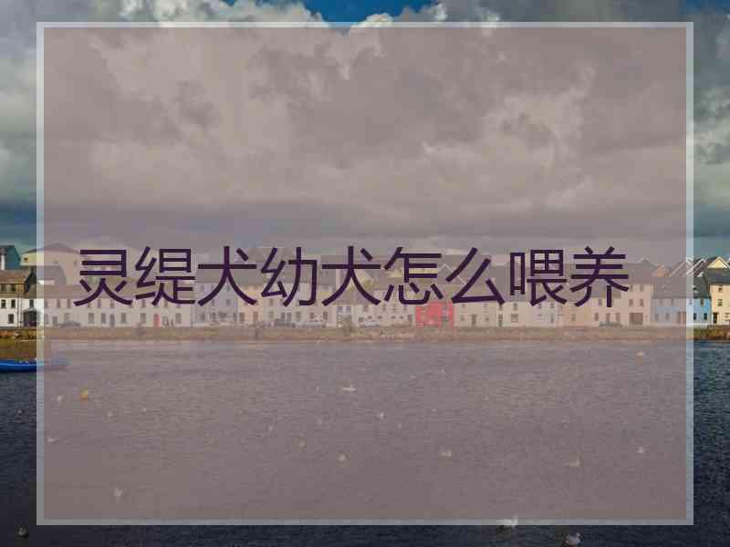 灵缇犬幼犬怎么喂养 灵缇犬幼犬怎么喂养