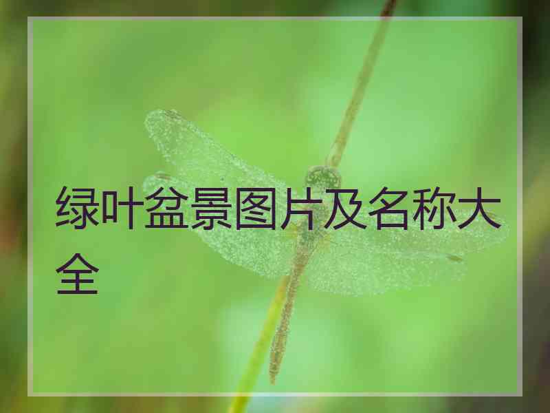 绿叶盆景图片及名称大全