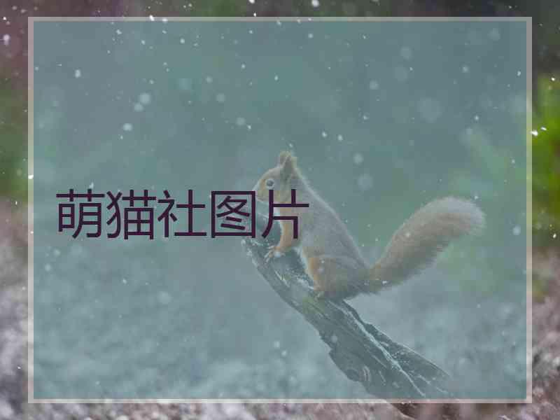 萌猫社图片