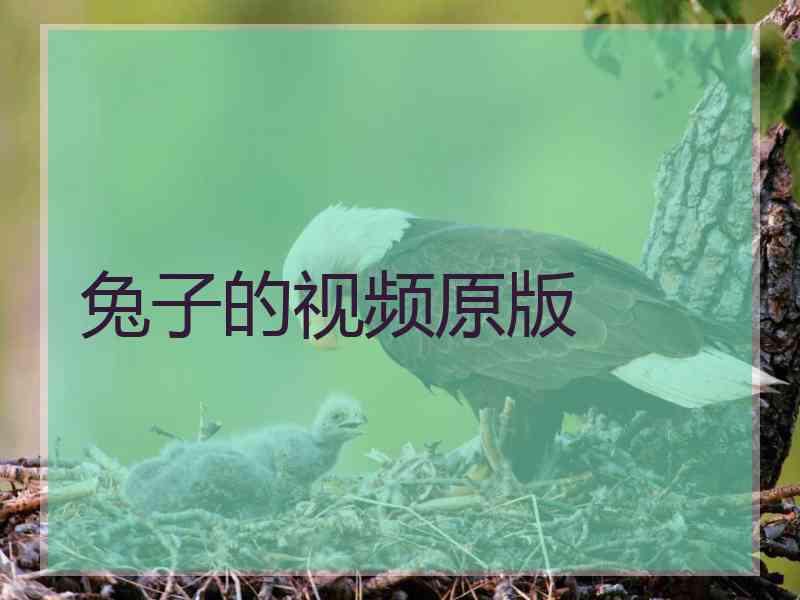 兔子的视频原版
