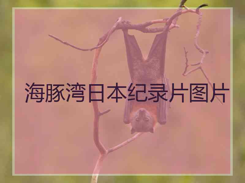 海豚湾日本纪录片图片