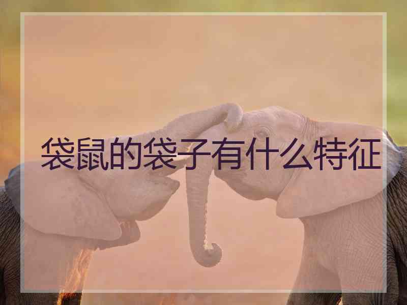 袋鼠的袋子有什么特征