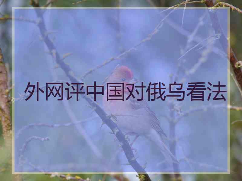 外网评中国对俄乌看法