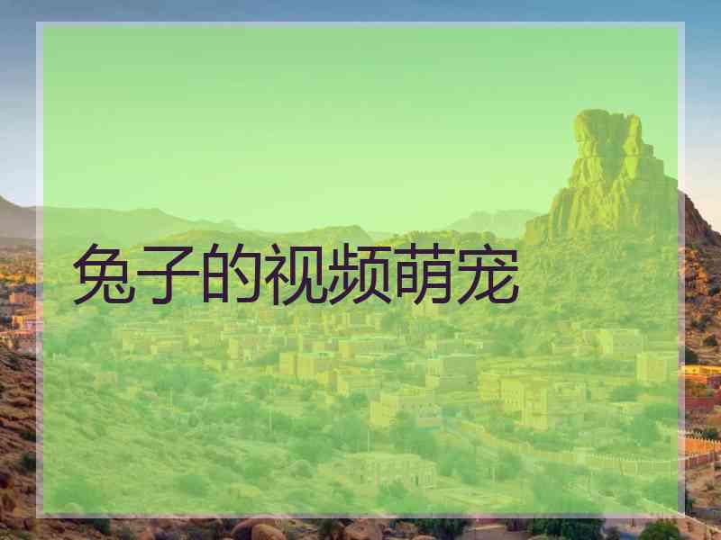 兔子的视频萌宠