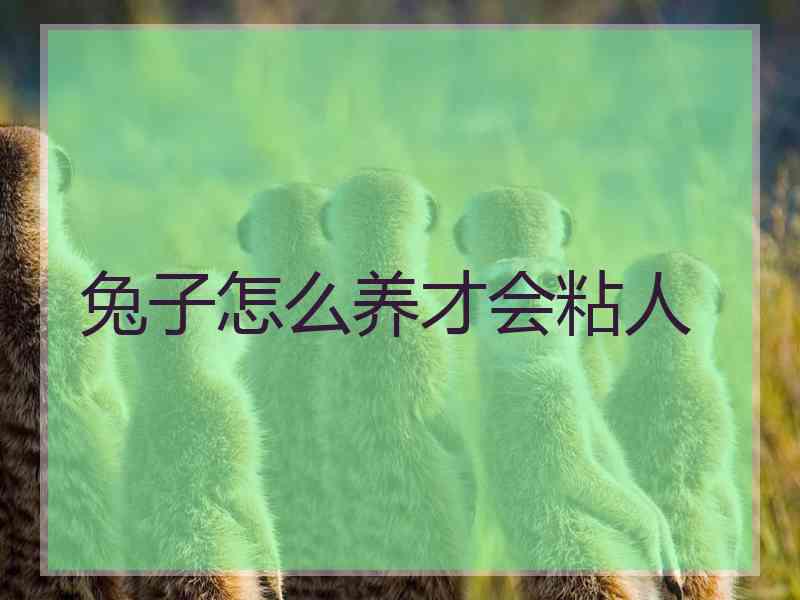 兔子怎么养才会粘人