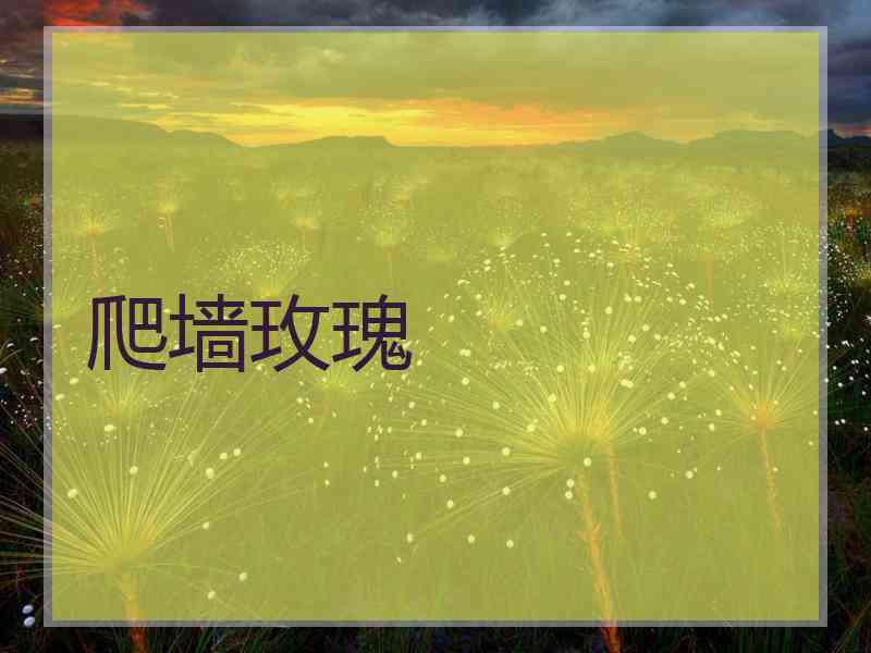 爬墙玫瑰