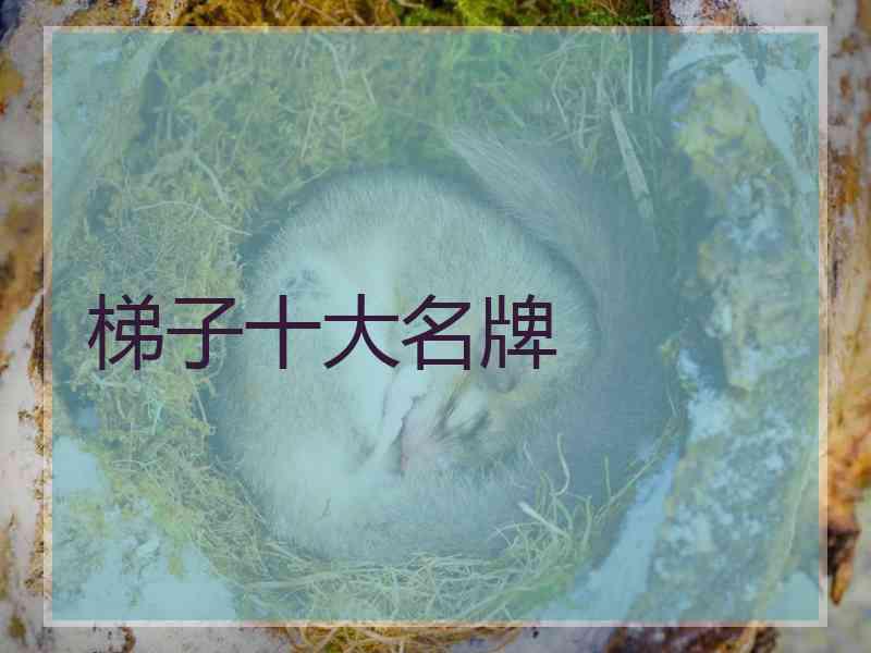 梯子十大名牌