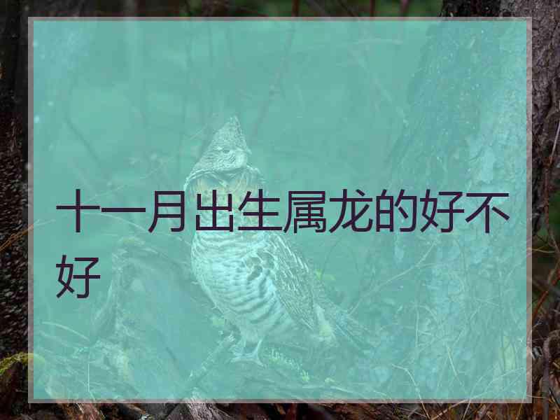 十一月出生属龙的好不好