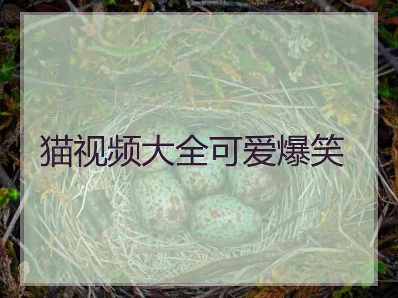 猫视频大全可爱爆笑
