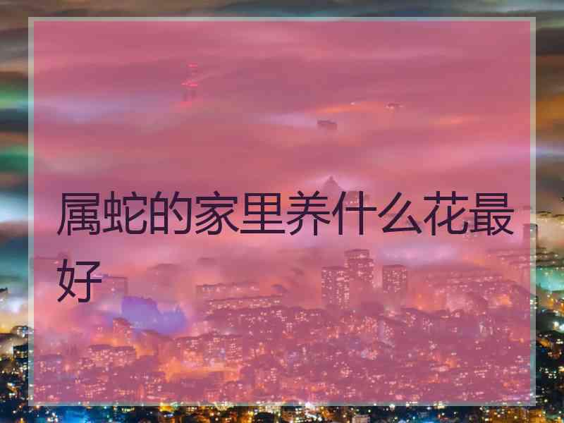 属蛇的家里养什么花最好