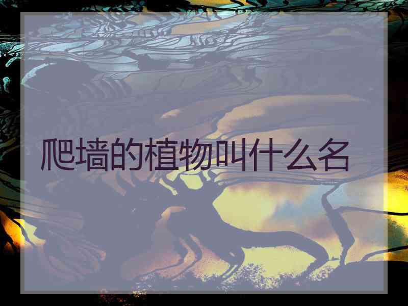 爬墙的植物叫什么名