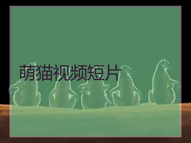 萌猫视频短片