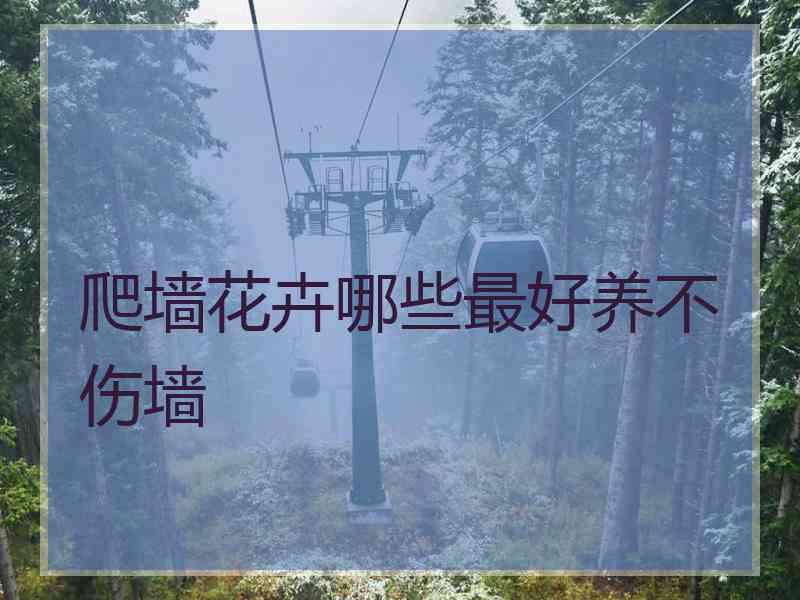 爬墙花卉哪些最好养不伤墙