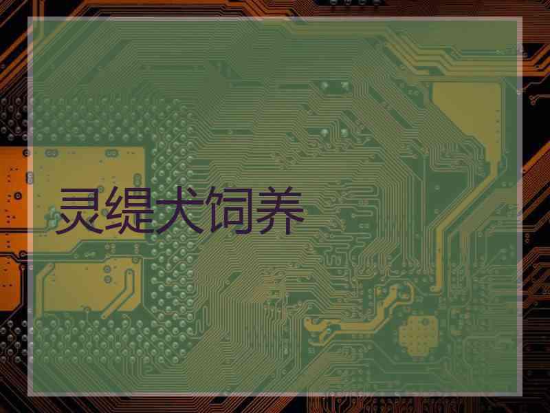灵缇犬饲养