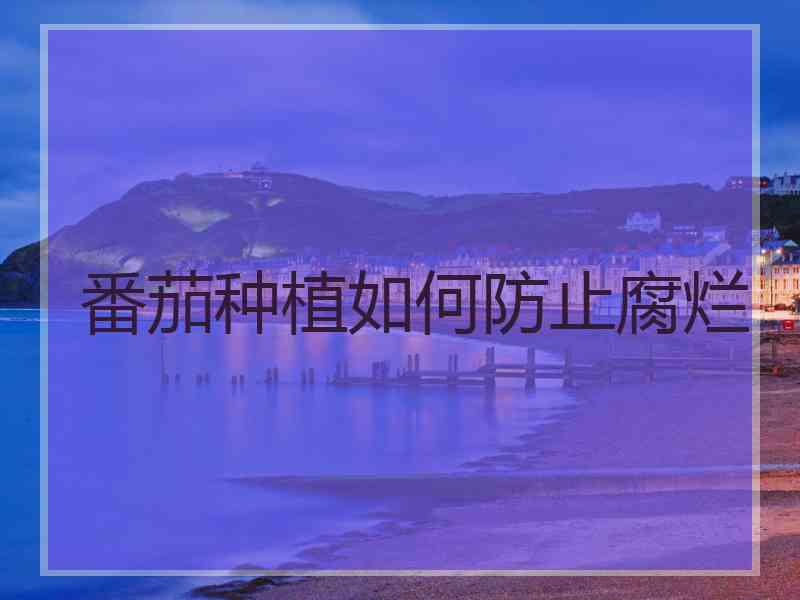 番茄种植如何防止腐烂
