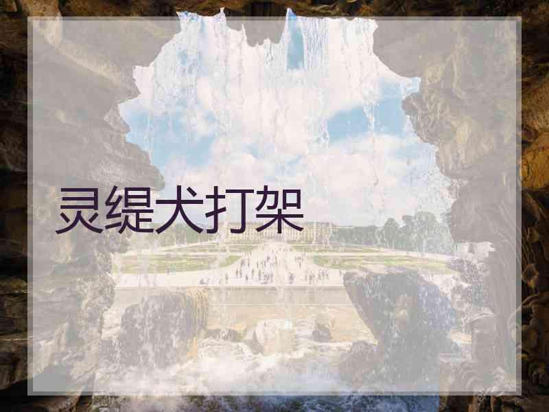 灵缇犬打架
