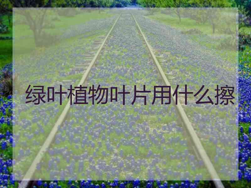 绿叶植物叶片用什么擦