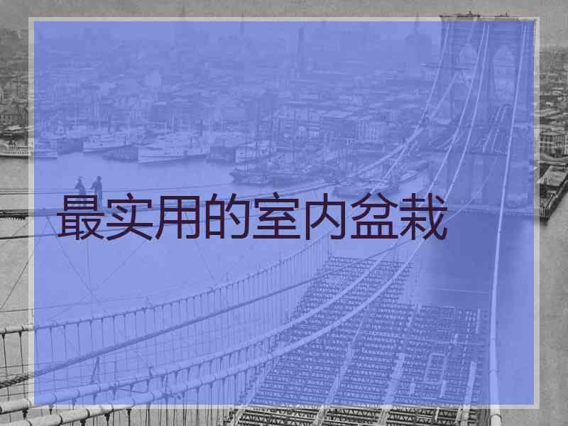 最实用的室内盆栽