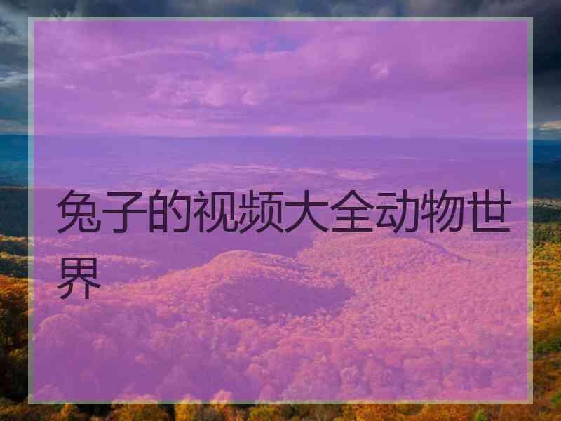兔子的视频大全动物世界