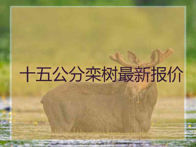 十五公分栾树最新报价