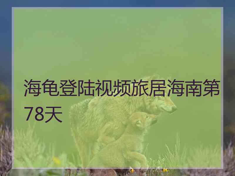 海龟登陆视频旅居海南第78天
