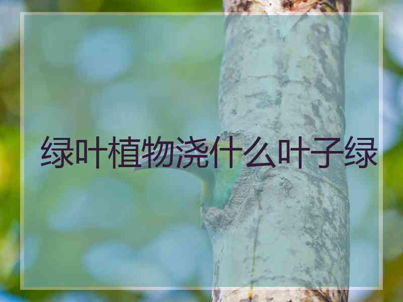 绿叶植物浇什么叶子绿