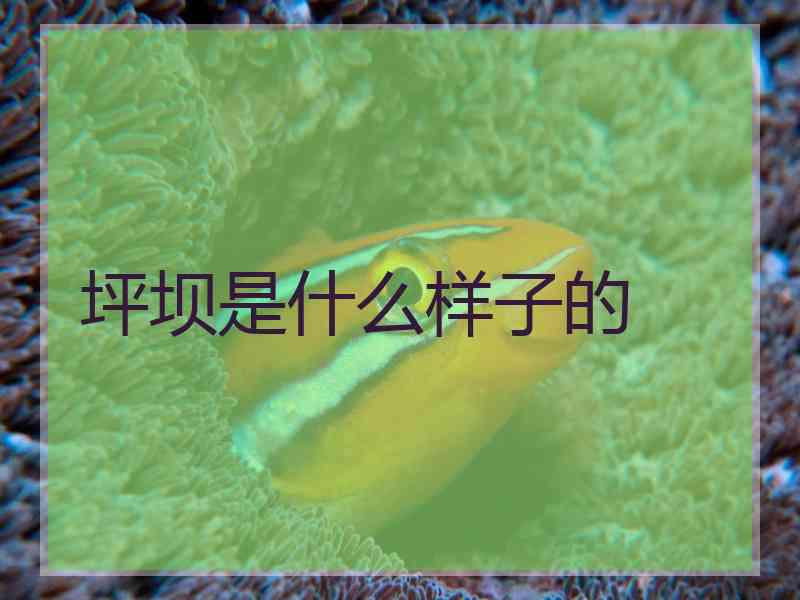 坪坝是什么样子的