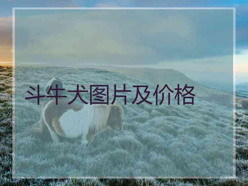 斗牛犬图片及价格
