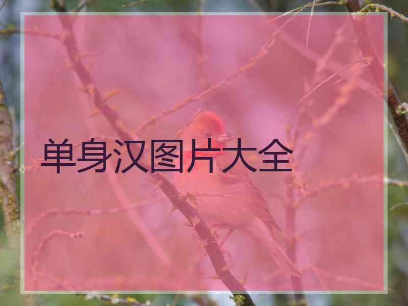 单身汉图片大全