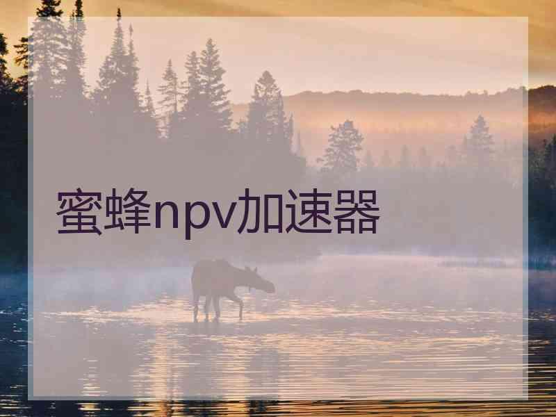 蜜蜂npv加速器