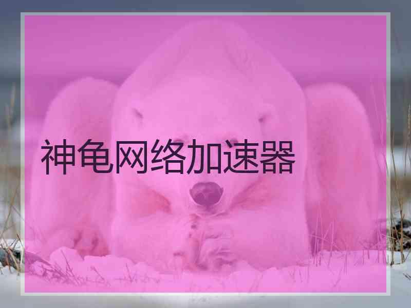 神龟网络加速器