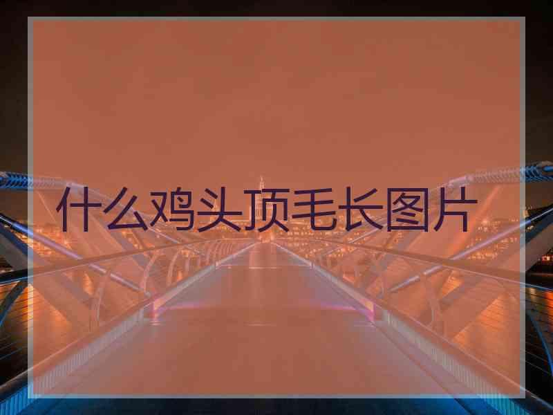 什么鸡头顶毛长图片
