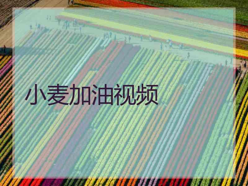 小麦加油视频