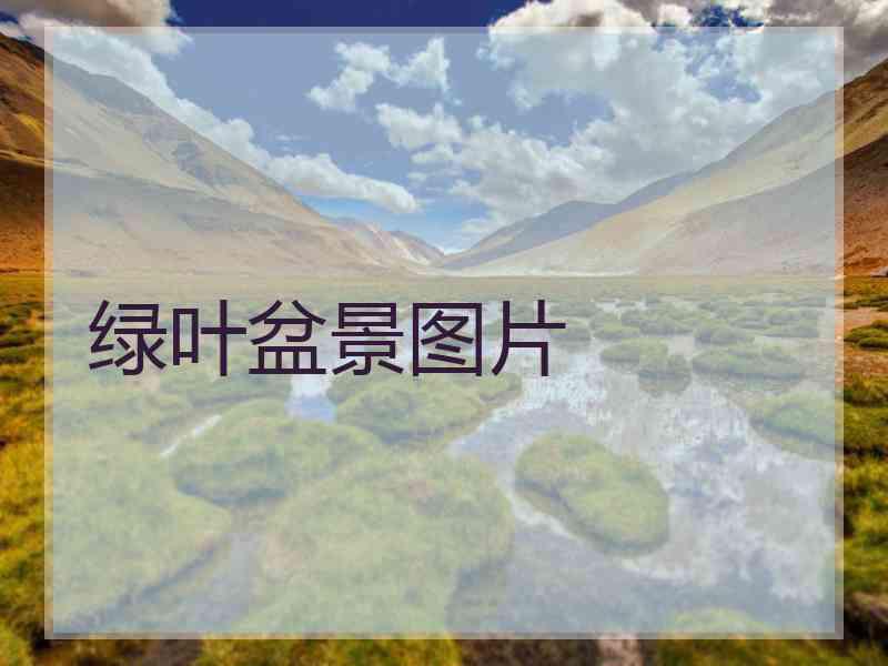 绿叶盆景图片