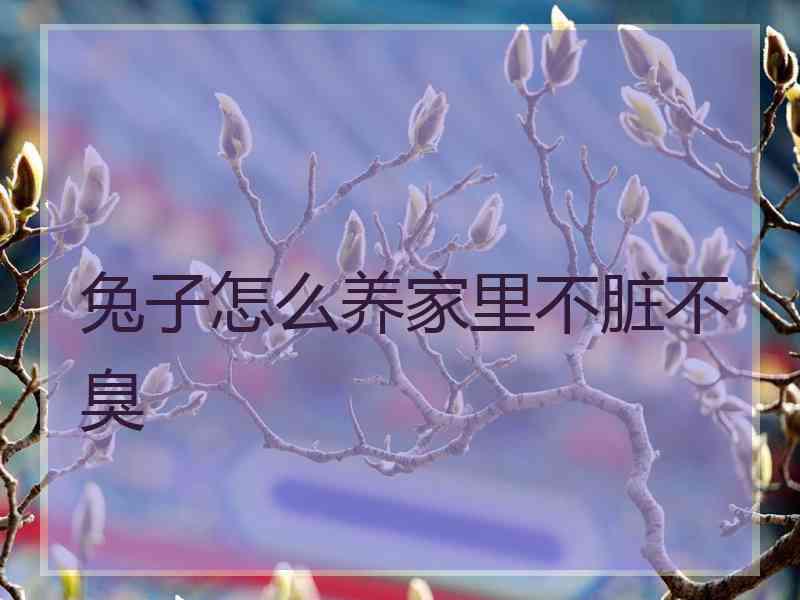 兔子怎么养家里不脏不臭