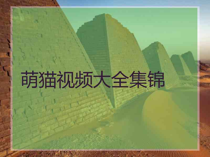 萌猫视频大全集锦