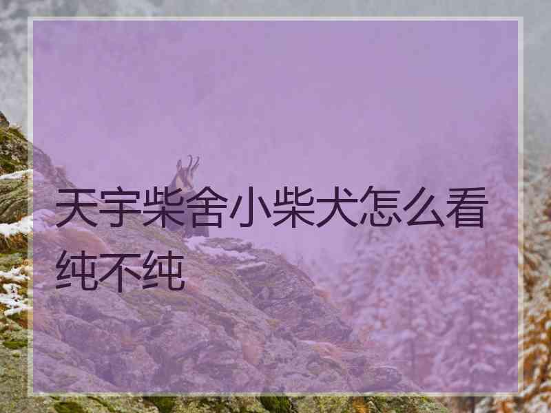 天宇柴舍小柴犬怎么看纯不纯