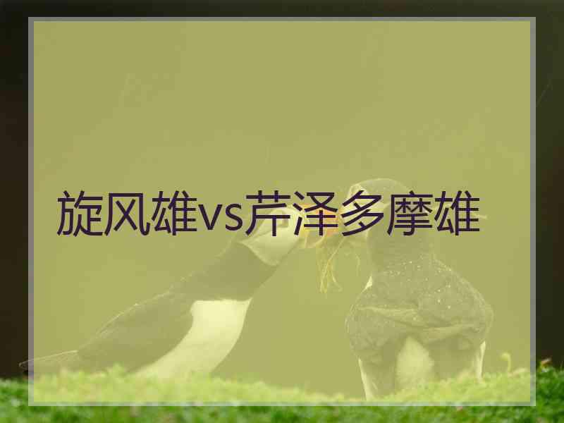 旋风雄vs芹泽多摩雄