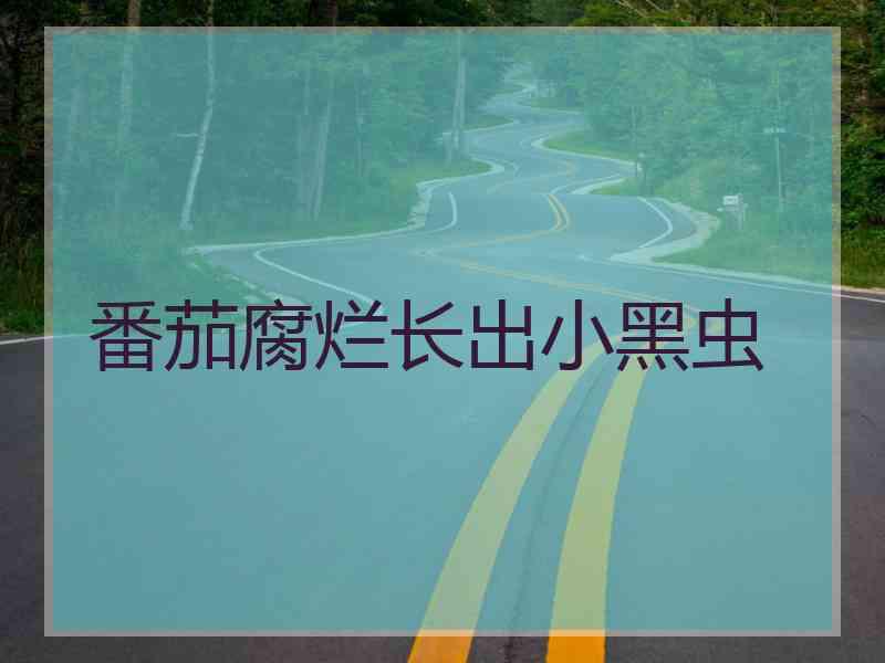 番茄腐烂长出小黑虫