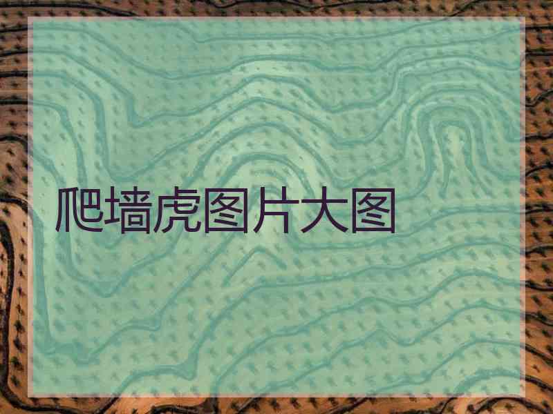 爬墙虎图片大图