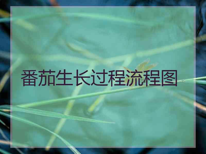 番茄生长过程流程图