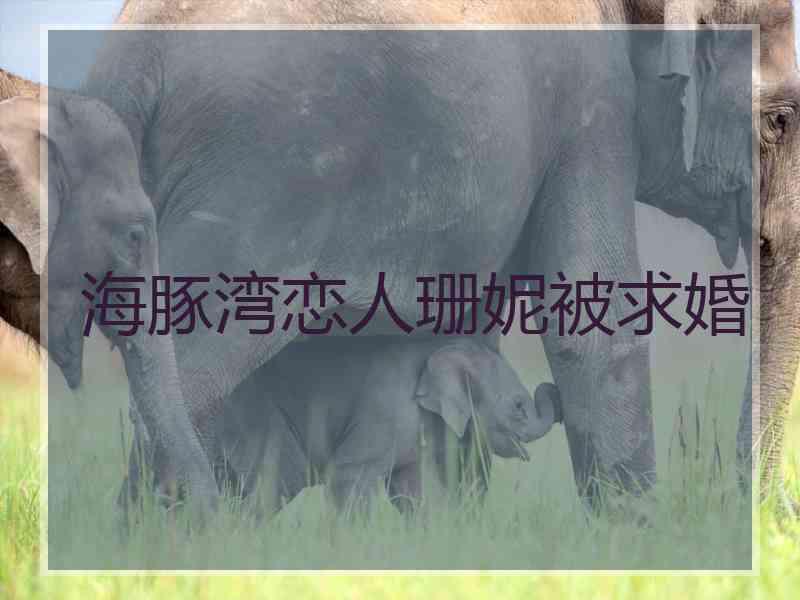 海豚湾恋人珊妮被求婚