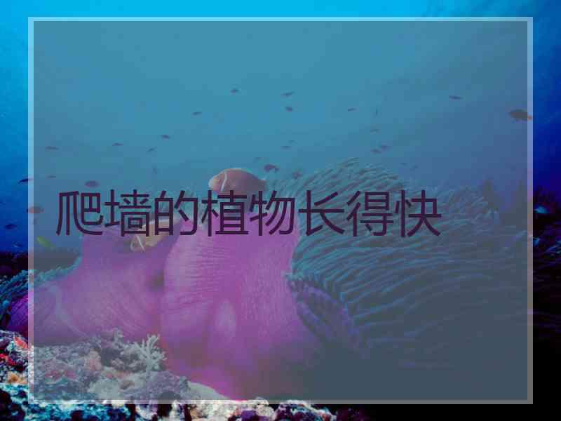 爬墙的植物长得快
