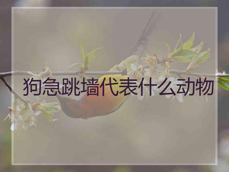 狗急跳墙代表什么动物