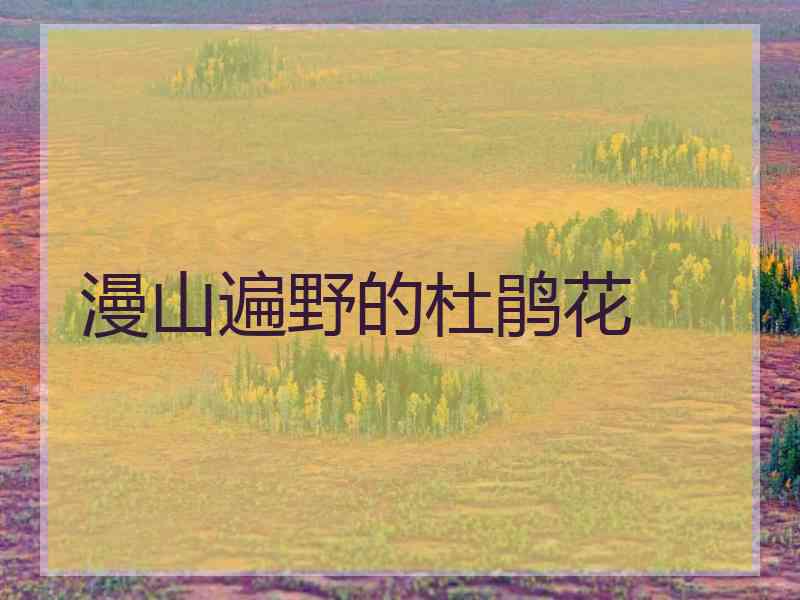 漫山遍野的杜鹃花